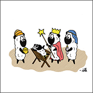 Postkarte Heiligen Drei Schafe